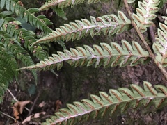 Woodwardia japonica