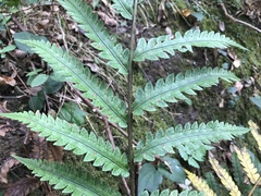 Woodwardia japonica