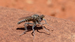Anasillomos chrysopos