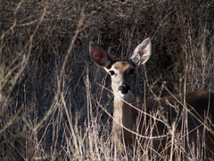 Odocoileus virginianus carminis