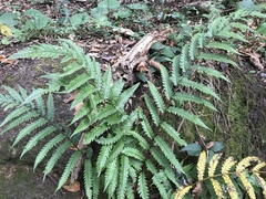 Woodwardia japonica