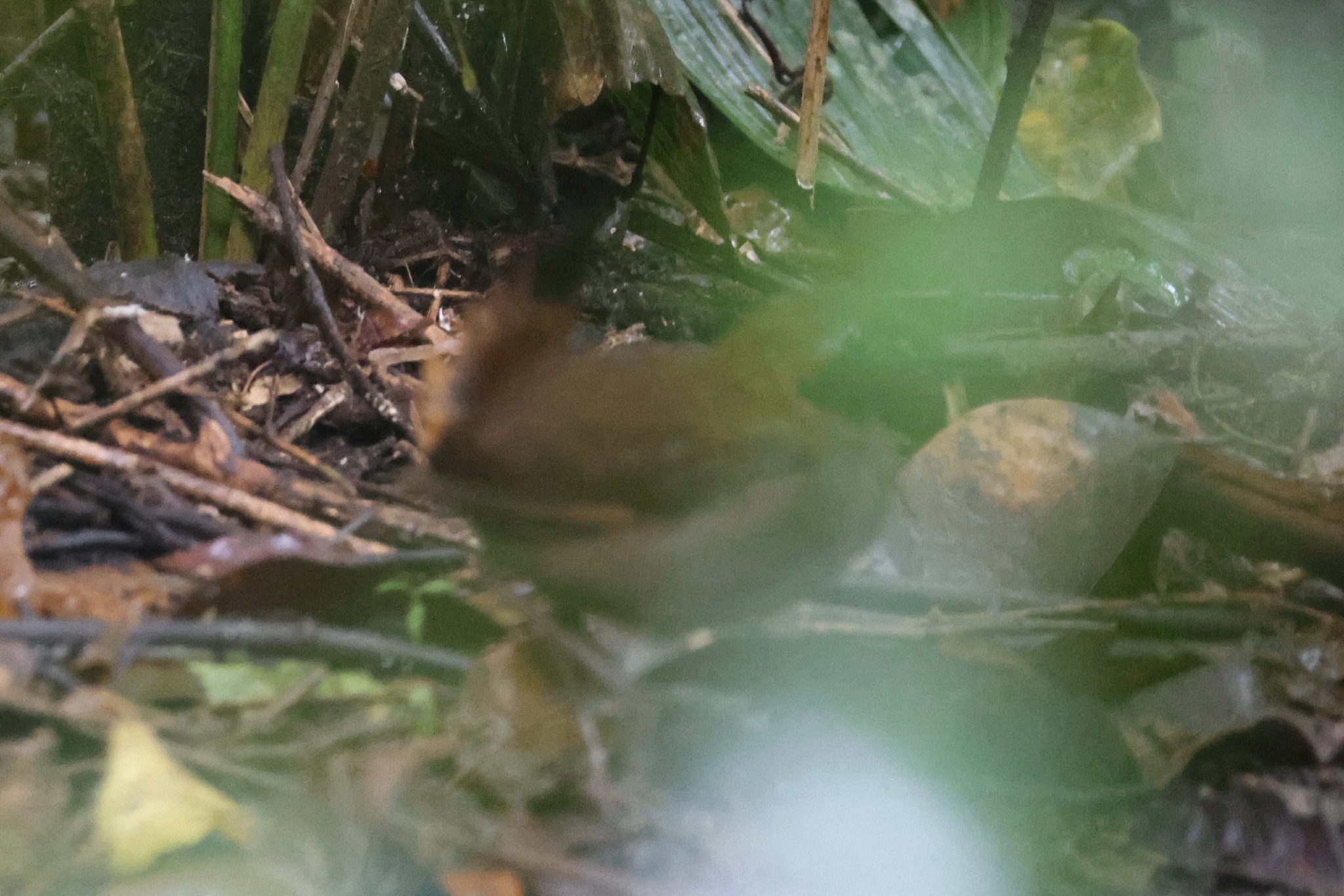 Black-faced Antthrush (Formicarius analis), photo 2