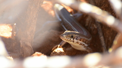 Trachylepis occidentalis