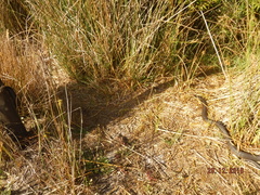 Notechis scutatus occidentalis