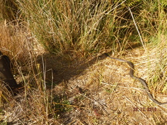 Notechis scutatus occidentalis