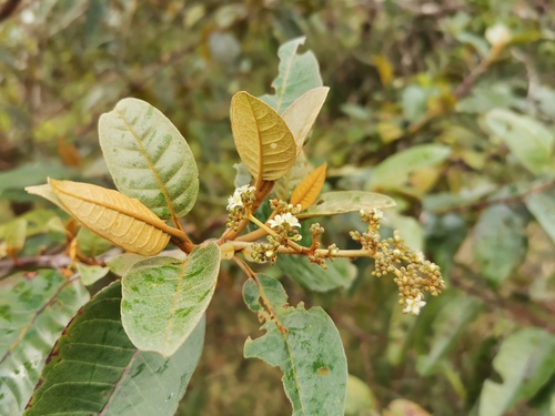 Harungana madagascariensis Poir.