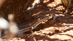 Trachylepis occidentalis