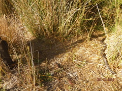 Notechis scutatus occidentalis