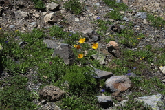 Pulsatilla aurea
