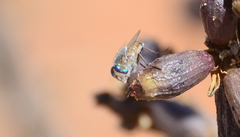 Pseudorhyncomyia braunsi