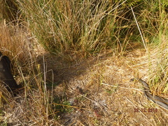 Notechis scutatus occidentalis