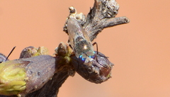 Pseudorhyncomyia braunsi