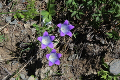 Campanula tridentata biebersteiniana