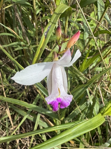 Arundina graminifolia observed 2025-09-22