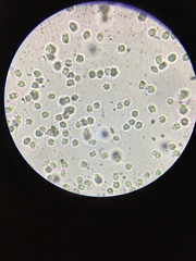 Phellodon fuligineoalbus