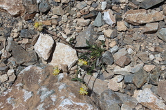 Anthyllis vulneraria boissieri