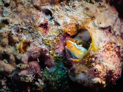 Plagiotremus azaleus