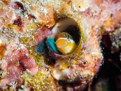 Plagiotremus azaleus