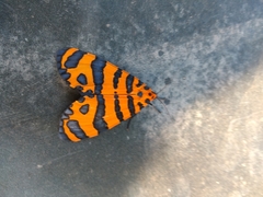 Amphicallia pactolicus