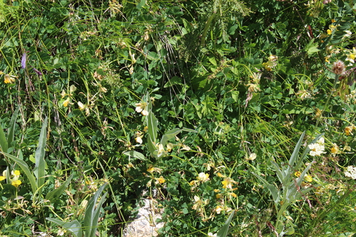 Image of Securigera Balansae (Securigera balansae) by (c) Dmitriy Bochkov, some rights reserved (CC BY)