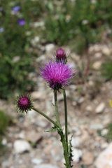 Carduus adpressus