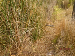 Notechis scutatus occidentalis