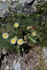 Taraxacum confusum
