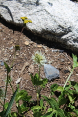 Trifolium ambiguum
