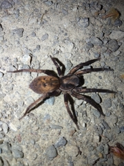 Uliodon albopunctatus