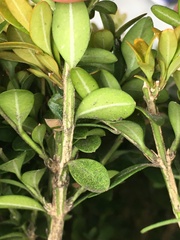 Calonectria pseudonaviculata