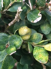 Psylla buxi