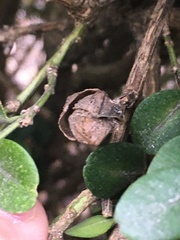 Psylla buxi