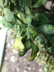 Psylla buxi
