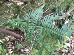 Pteris dispar