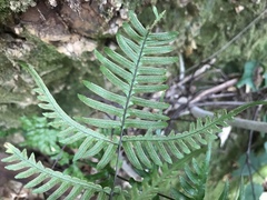Pteris dispar