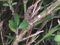 Calonectria pseudonaviculata