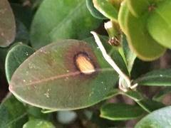 Calonectria pseudonaviculata