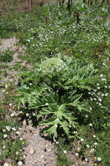 Heracleum leskovii