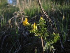 Chamaecytisus ratisbonensis