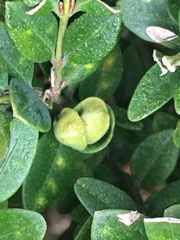 Psylla buxi