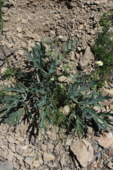 Heracleum freynianum