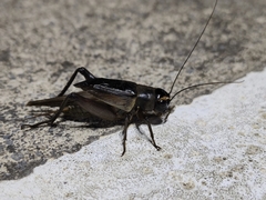 Teleogryllus occipitalis