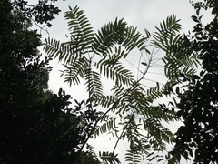 Zanthoxylum ailanthoides ailanthoides
