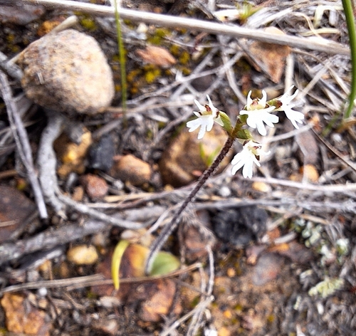 Spiderface Hair Orchid (Holothrix mundii)