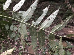 Zanthoxylum ailanthoides ailanthoides