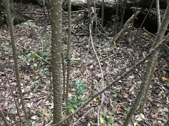 Zanthoxylum ailanthoides ailanthoides