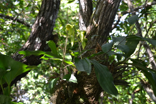 Catasetum viridiflavum, photograph 5