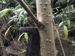 Zanthoxylum ailanthoides ailanthoides