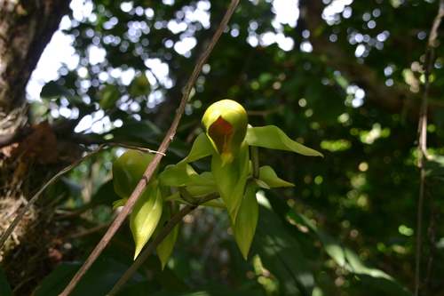 Catasetum viridiflavum, photograph 6