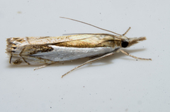 Crambus bidens